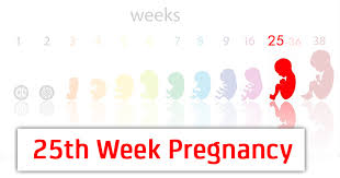 In consequence of the magnified abdomen the woman feels pressure on all the internal organs of an abdominal cavity, because of which she can experience discomfort, heartburn, and general depressing. 25th Week Pregnancy Symptoms Baby Development And Body Changes