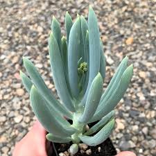 Image result for Senecio hochstetteri