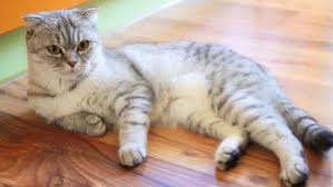 Scottish Fold Karakteri