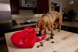 Chocolat Et Chiens Ne Font Pas Bon Menage