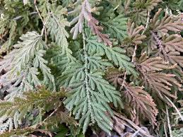 Image result for Selaginella soyauxii