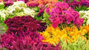 2018 stevie silver winner · deliver to 190+ countries Original La Flower Market Flower Market Wholesale Flowers Wholesale Flowers Wedding