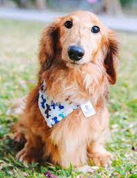 Adopt Otis On Petfinder Dogs Dog Adoption Pet Finder