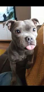 20 Cute Pitbull Dog Puppies Animalesbebebonitos 2020 Sevimli Kopek Yavrulari Sevimli Hayvan Yavrulari Yavru Kopek