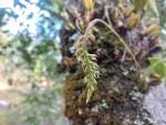 Image result for Bulbophyllum encephalodes