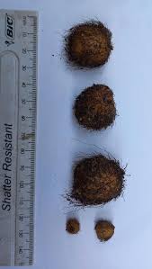 Image result for Begonia princeae