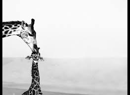 Stunning Black And White Photos Capture Wild Animals At Their Most Dramatic Moments Animals Black And White Wildlife Photos Wildlife Nature