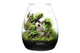 Other unidentified mosses and liverworts were also used. Enjoy Dooa Glass Pot Shizuku News Dooa