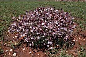 Image result for Trichodesma physaloides