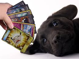 Catch 'em all and shop for pokemon trading cards at game stop. Boy Sells Pokemon Cards To Pay For Sick Puppy S Vet Bills