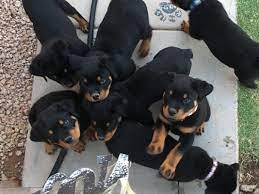 Maybe you would like to learn more about one of these? Puppies For Adoption Az The Y Guide