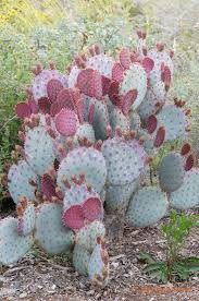 How to grow prickly pear cactus. Opuntia Santa Rita Purple Prickly Pear Flora Flowers Unusual Flowers Cactus Flower