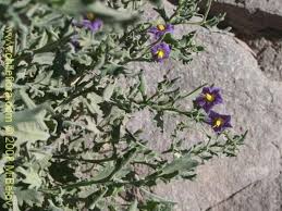 Image result for Solanum sp. A