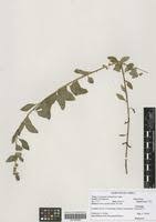 Image result for Lysimachia ruhmeriana