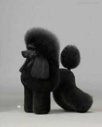 Black And White Parti Toy Poodle Pin By Wanwisa Panpat On Great Dog Pics Cute Dogs Poodle Poodle Dog