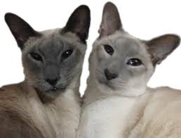 Are dilutes of chocolate points. Blue Point Siamese Cats Abyssinian Cats Siamese Cats Siamese Cats For Sale