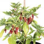 Being taller and the foliage darker than the other 'explosive' ornamental peppers, it can be planted in beds in the background with the other cult. Kala Namak Fein World Of Salt Online Kaufen Pepperworld Hot Shop