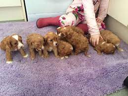 The cockapoo is one of the oldest designer dogs in the united states. Standard Cockapoo Puppies For Re Homing Cockapoo Puppies For Sale Portland Oregon Facebook