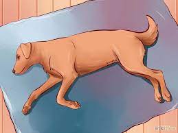 Pin On Tips For Dog Owners