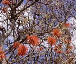Image result for Erythrina sacleuxii