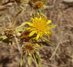 Image result for Geigeria schinzii