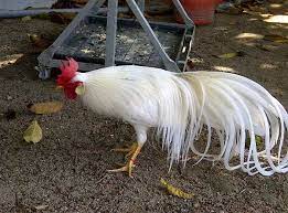 Pin Su Beautiful Animals