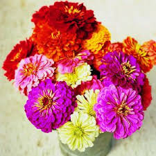 Zinnias That Sizzle And Soothe Zinnias Zinnia Bouquet Pretty Flowers