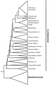 Image result for Cleome schimperi
