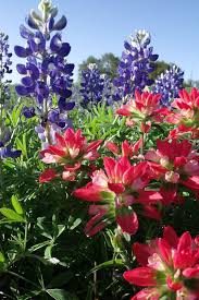 Exotic flowers amazing flowers white flowers beautiful flowers beautiful gorgeous sea flowers spring flowers beautiful pictures arte floral. 19 Texas Wildflowers Ideas Blue Bonnets Texas Wild Flowers