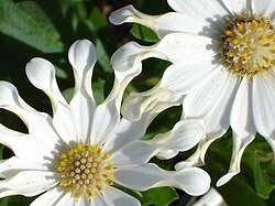 Image result for Osteospermum muricatum