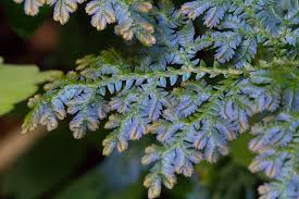 Image result for Selaginella mittenii