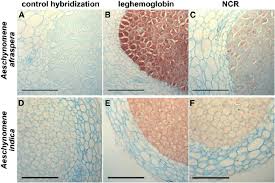 Image result for Aeschynomene sp. B