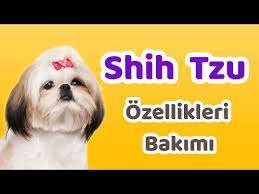 Shih Tzu Sitsu Irkinin Ozelliklerini Bakimi Ve Egitimlerini Can Paksoy Anlatiyor Youtube