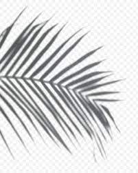 Download Free Png Of Shadow Of Palm Leaves Png On A Transparent Background About Shadow Palm Leaf Shadow Palm Shadow Leaf Background Transparent Background