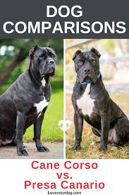 The cane corso males can reach a height of up to 28 inches and can weigh up to 110 lbs. Presa Canario Vs Cane Corso Breed Differences Similarities Presa Canario Dog Comparison Cane Corso