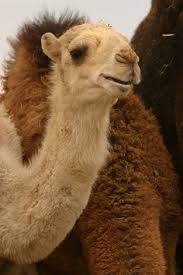 If you visited saudi arabia would you mostly ride a camel? 22 Saudi Arabia Ideas Saudi Arabia National Day Saudi Happy National Day