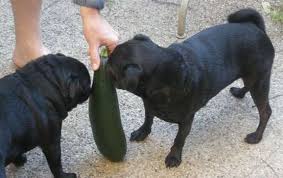Here is a tip from years of making puppy. Vegan Dog Food Recipe Happy Herbivore