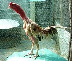 Pertandingan sabung ayam s128 tanpa penonton karena corona virus. Kelebihan Kekurangan Ayam Laga Vietnam Ayambangkok Org 2021