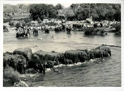 Kabini's History of Khedda Elephant Capture — Nature inFocus