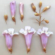 P A U L O W N I A Tomentosa A Botanical Study Fellow Nostalgic Zimbabwean Kimbillg And I Call This The Jacaranda Tree Flower Structure Polymer Flowers