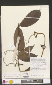 Image result for Dictyophleba