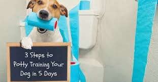 Praise for potty training success. How To Housebreak A Puppy In 5 Days Thedogtrainingsecret Com Thedogtrainingsecret Com