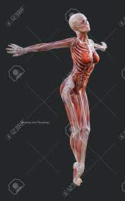 The female reproductive system consists of the ovaries. 3d Illustration Human Of A Female Skeleton Muscle System Bone And Digestive System With Clipping Path Lizenzfreie Fotos Bilder Und Stock Fotografie Image 126129770