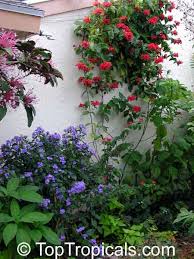 Image result for Clerodendrum splendens
