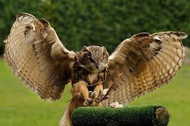 Pin On Owl