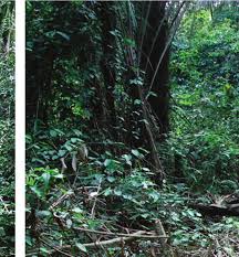 Image result for Eriosema tisserantii