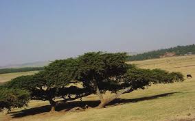 Image result for Acacia abyssinica