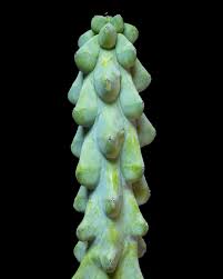 Image result for Myrtillocactus