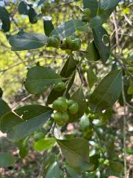 Image result for Suregada procera