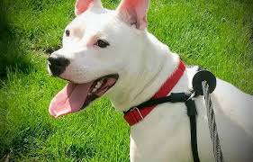 Second chance pet rescue nj. Njsh Pet Rescue Adopt A Dog New Jersey